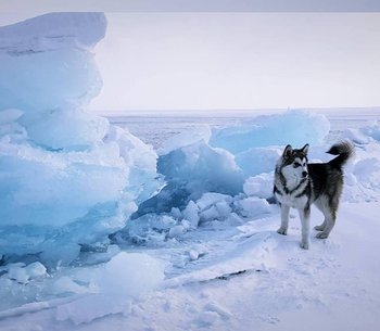 Катание на собачьих упряжках